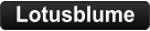 Lotusblume